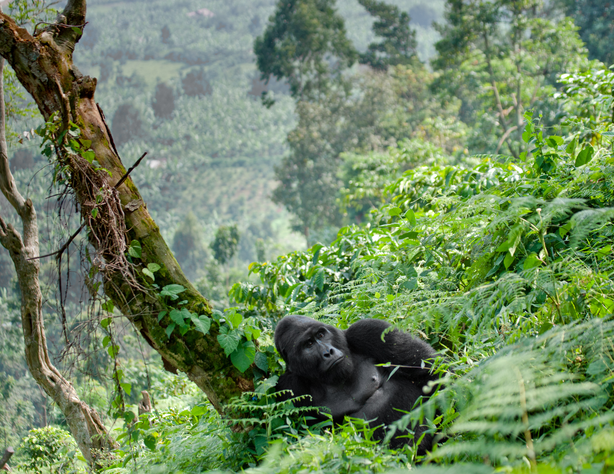 Bwindi Impenetrable Forest silverback gorilla