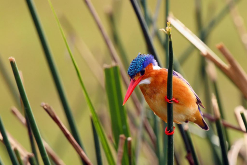 Malachite Kingfisher in Bigodi Swamp near Kibale Uganda