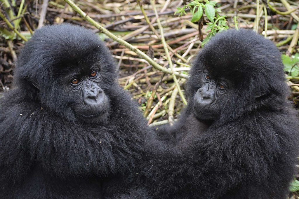 Two-mountain-gorilla-infants-1024x682.jpg