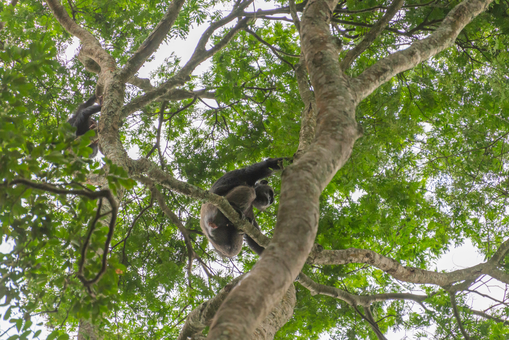 Rwanda. Chimpanzees seen from below while in tree canopy