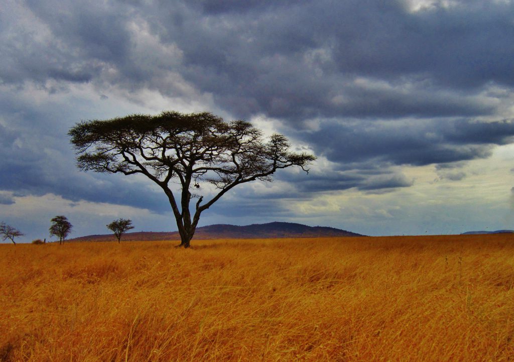 acacia-tree-serengeti-1024x721.jpg