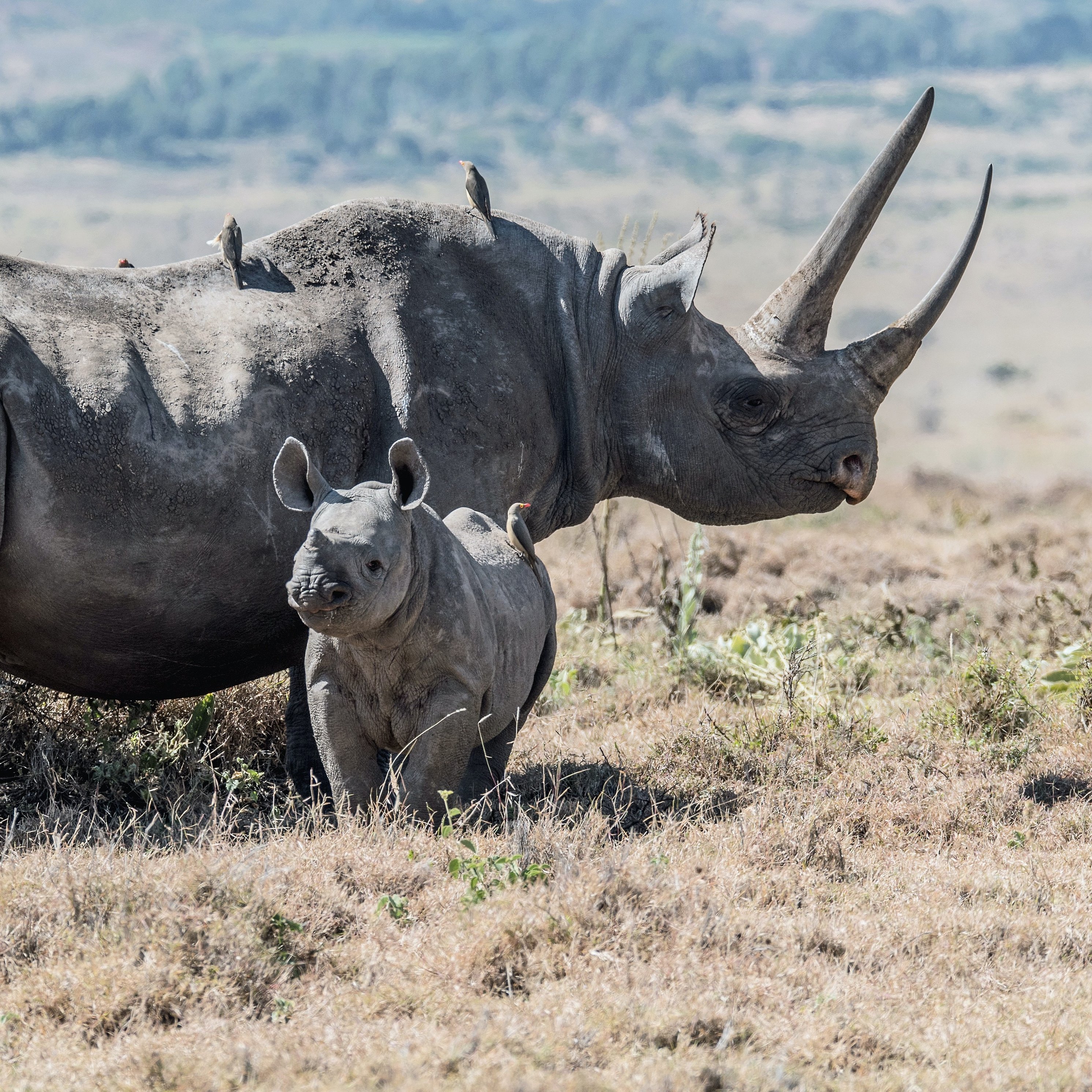 Black rhino and calf