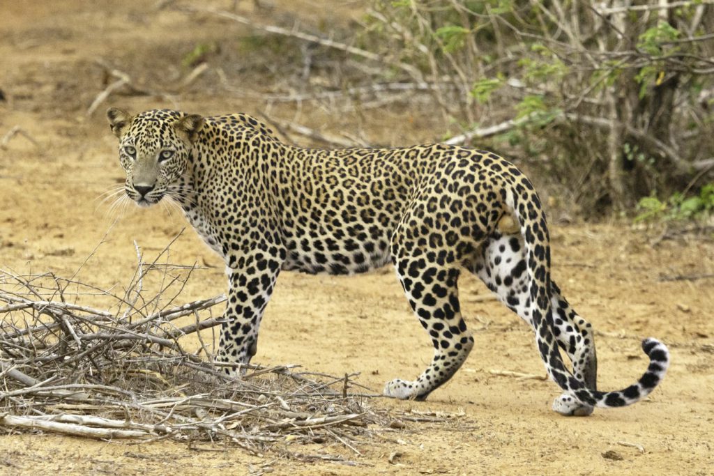 Leopard-Yala-National-Park-Sri-Lanka-1024x683.jpeg