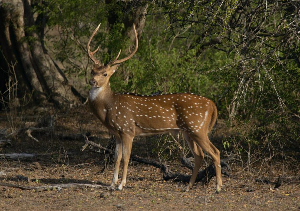 Sri-Lankan-spotted-deer-in-Yala-NP-1-1024x721.jpg