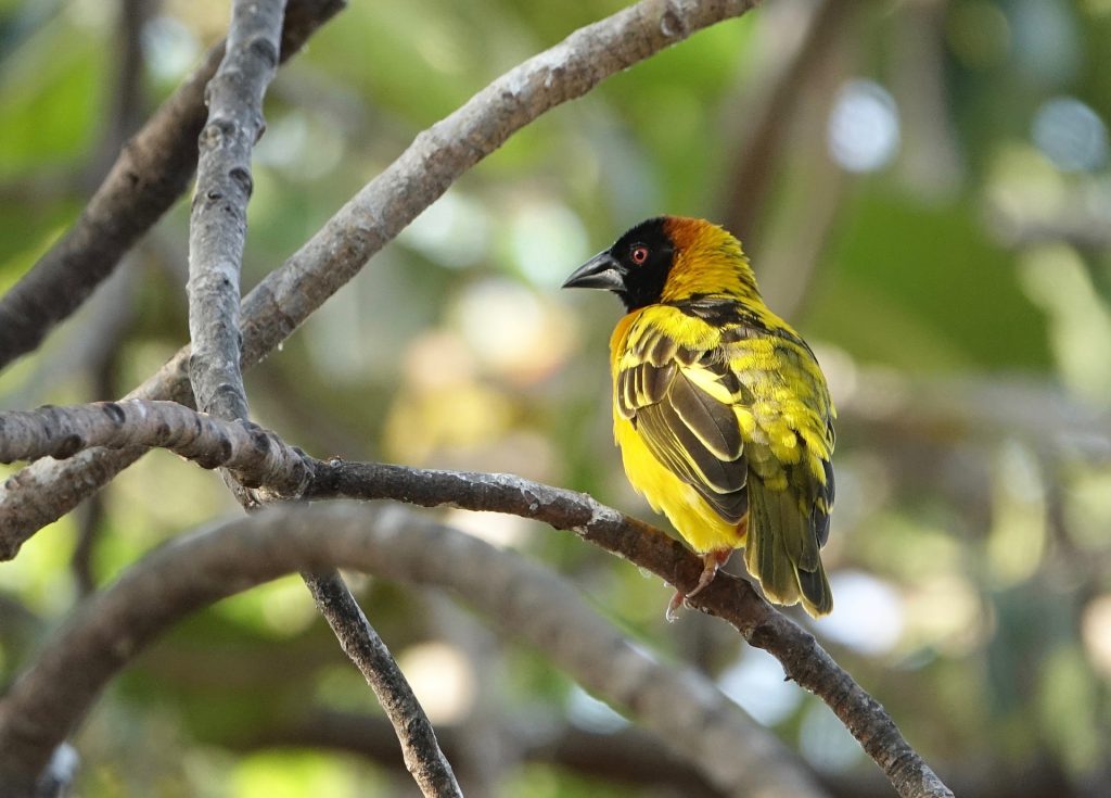Village-weaver-western-race-Uganda-1024x735.jpg