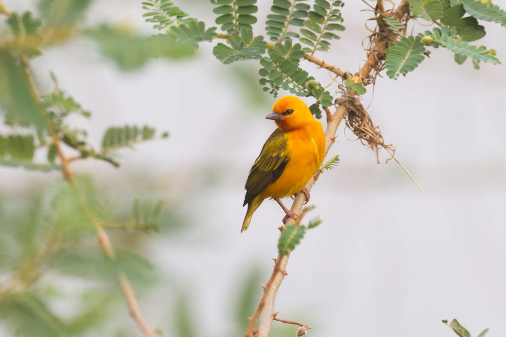 Orange-Weaver-Lake-Victoria-in-Entebbe-1024x683.jpg