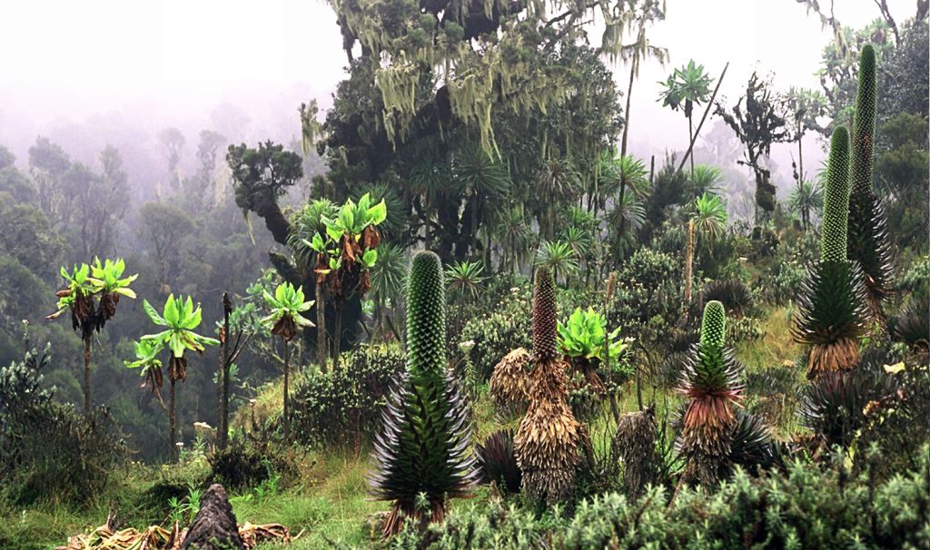 Rwenzori-Mountains-mist-Uganda-1024x606.jpg