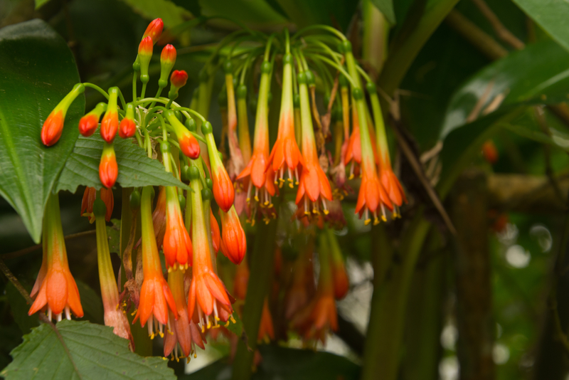 flowers-in-ruwenzori-mountains-Uganda-1.jpg