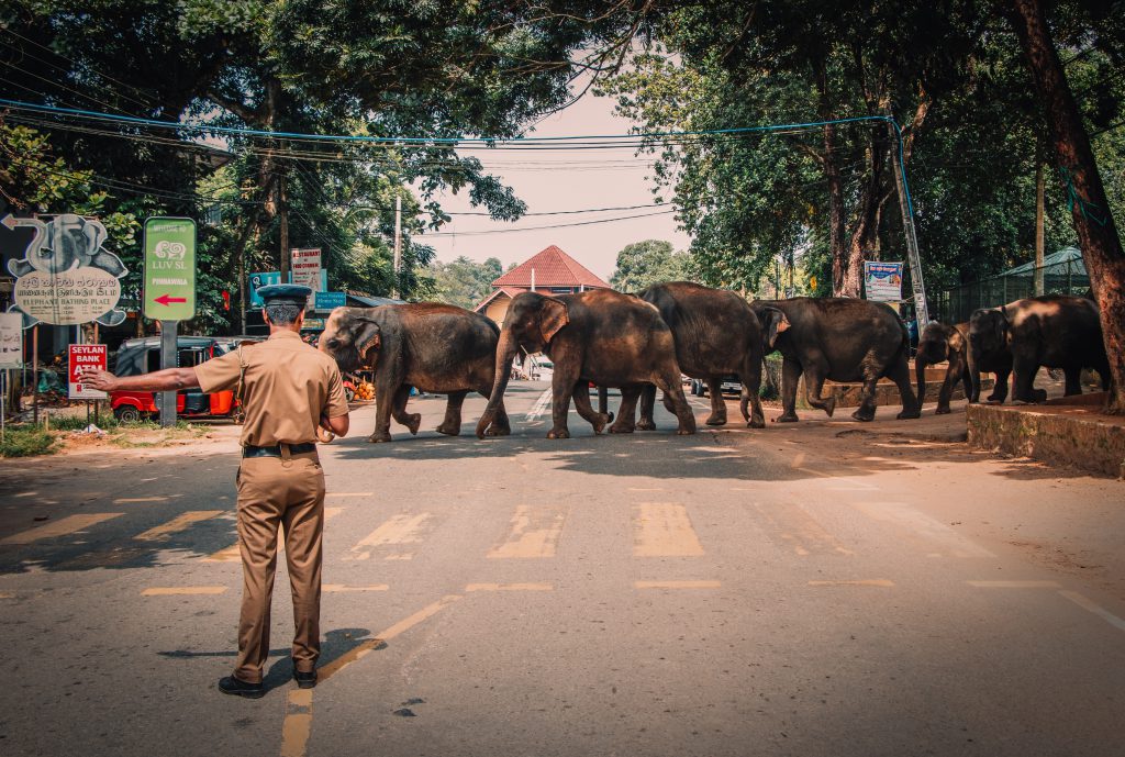 Policemand-and-elephants-in-Sri-Lanka-1024x689.jpg