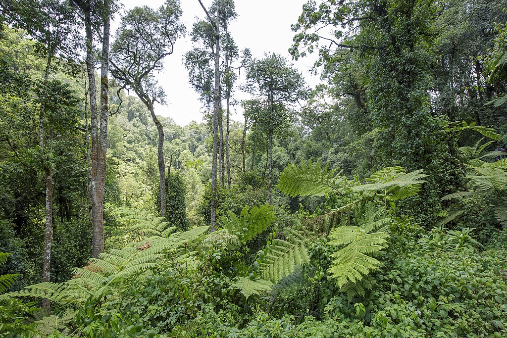 1024px-Bwindi_Impenetrable_National_Park_10-1.jpg