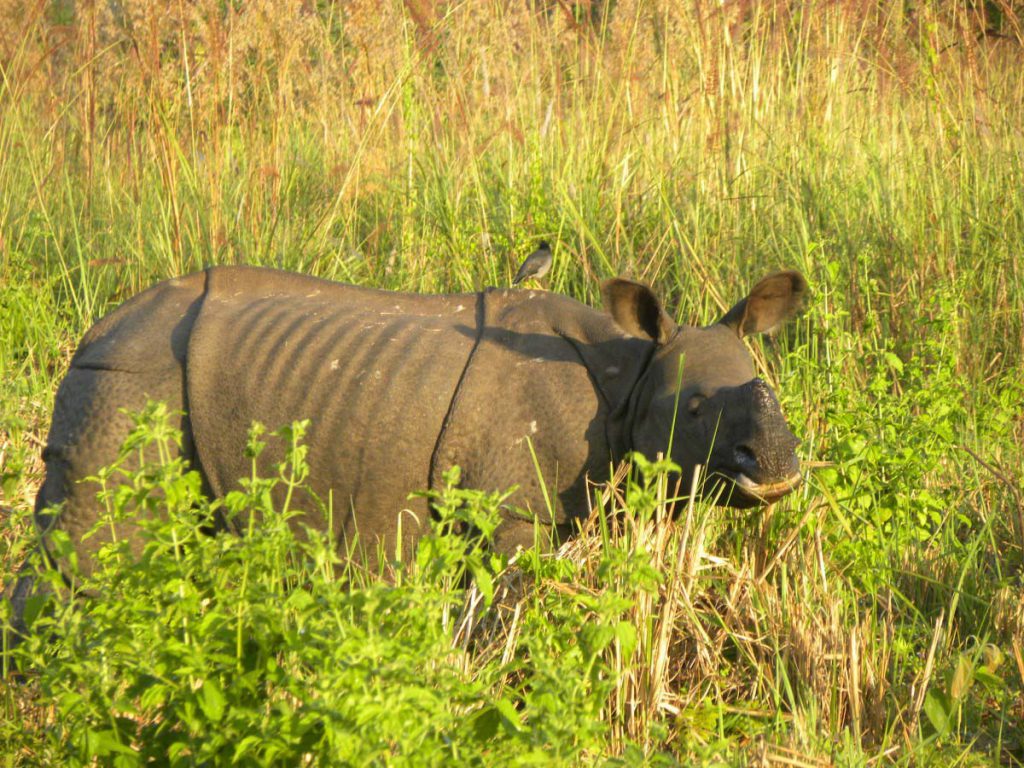 Greater-one-horned-rhino-1024x768.jpg