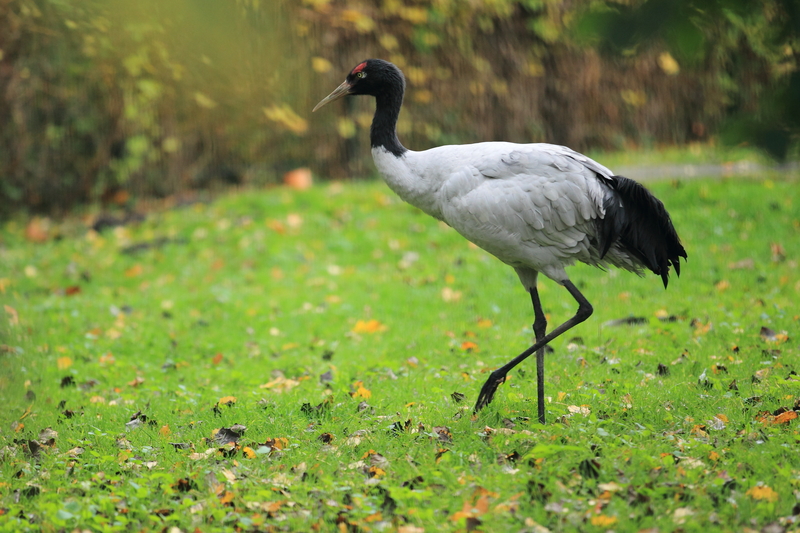 Ours. A black necked crane, bird of bhutan