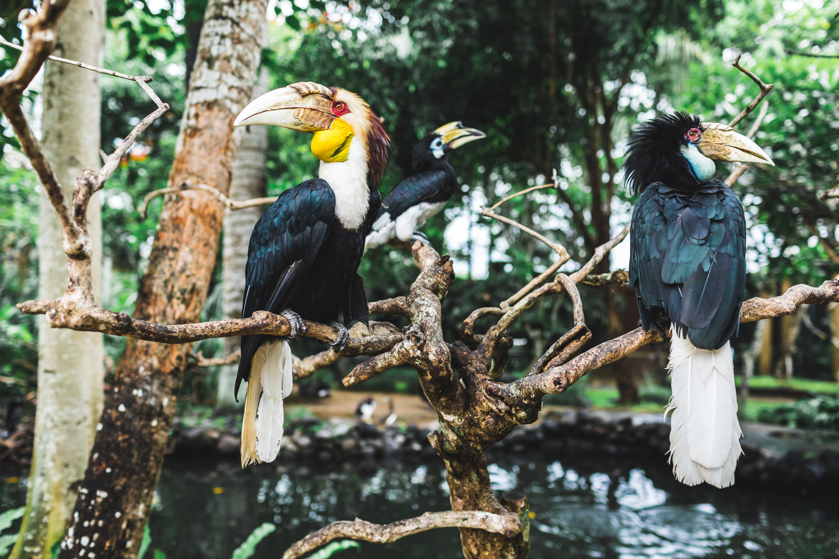 Ours. S. Wreathed hornbills in trees