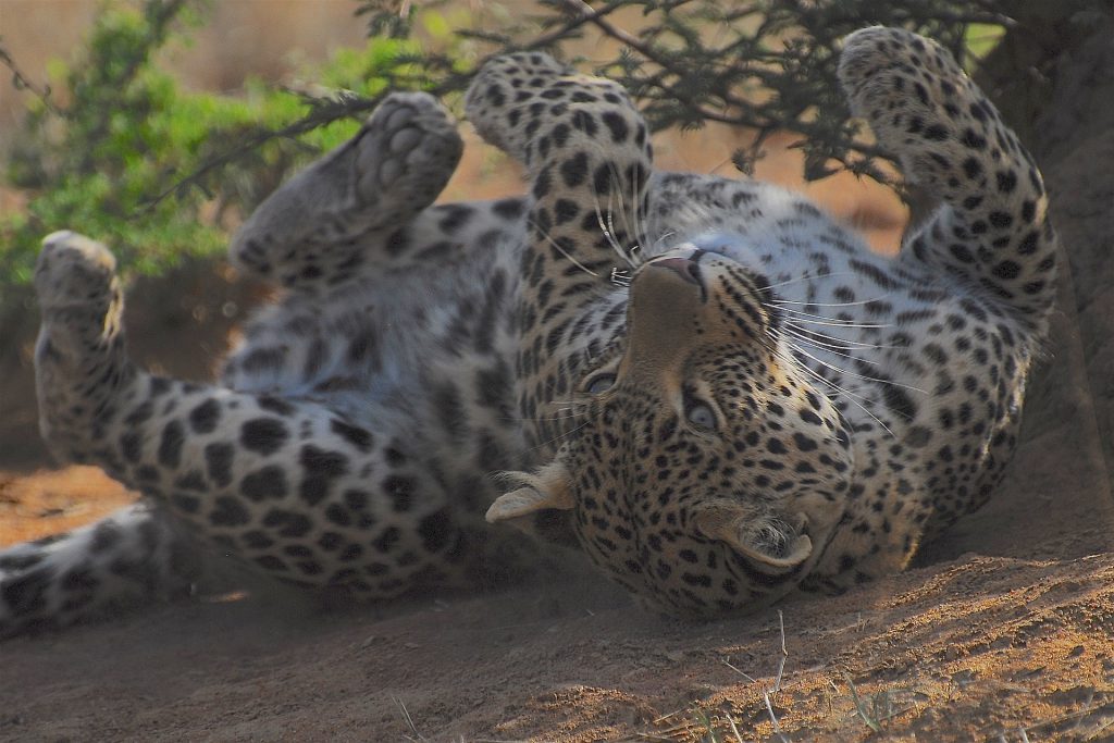 african-cats-5014746_1920-1024x683.jpg
