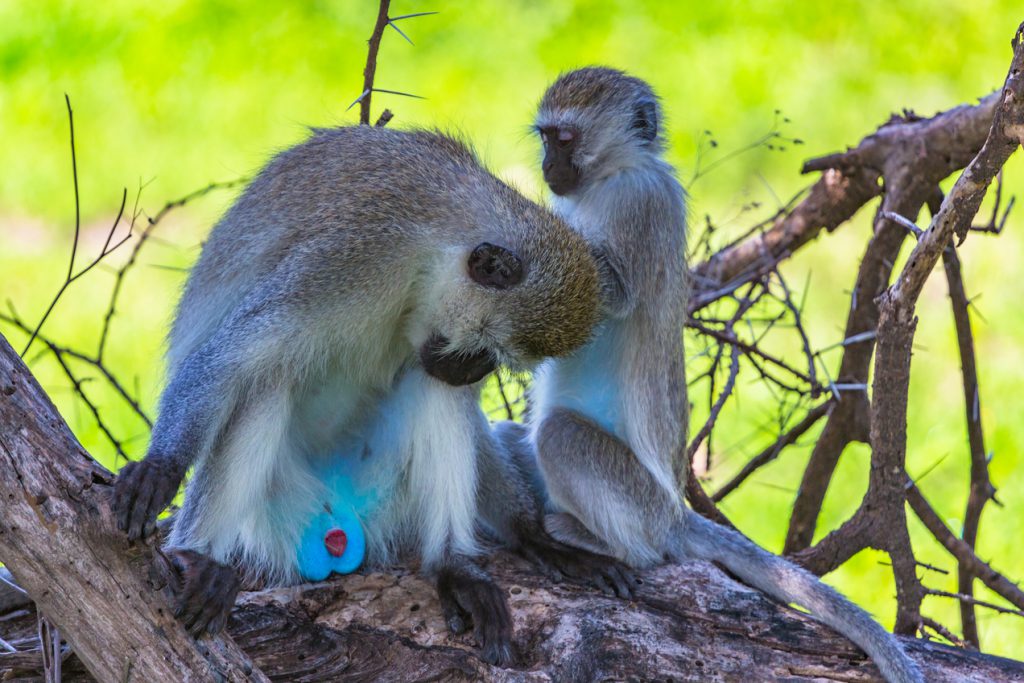 Vervet-monkeys-Tarangire-NP-1-1-1024x683.jpg
