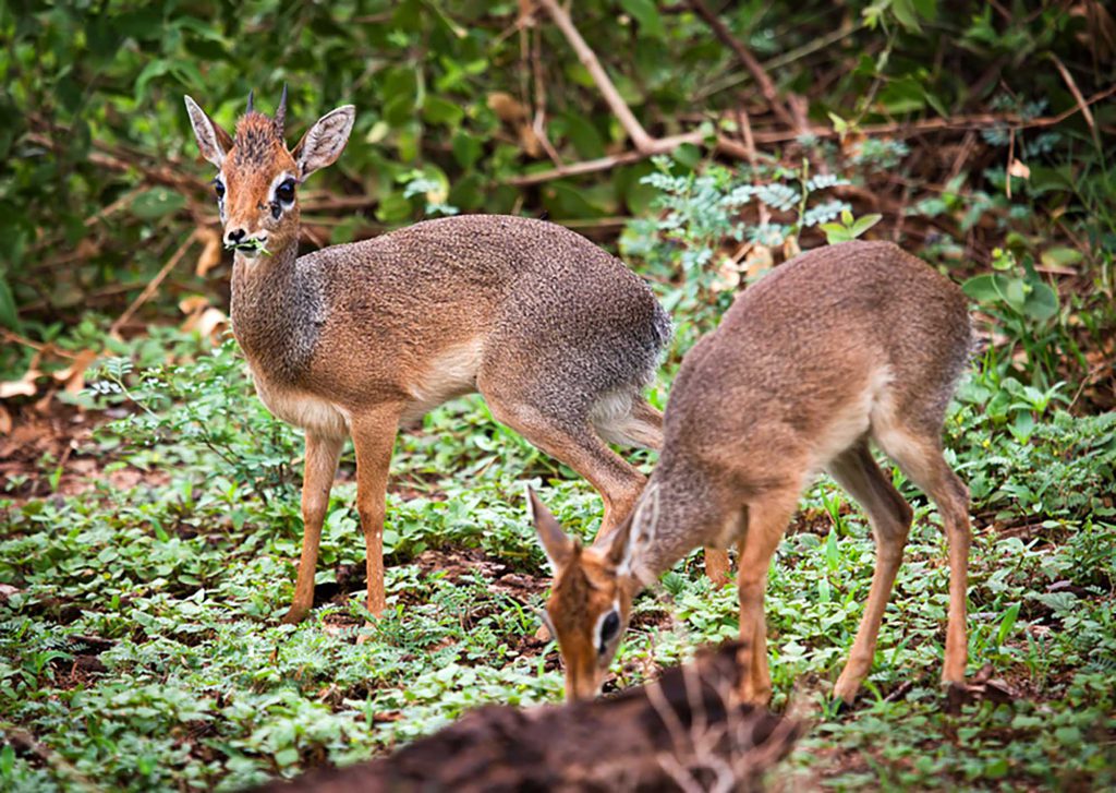 dik-dik-antelopes-in-tanzania2-1024x727.jpg