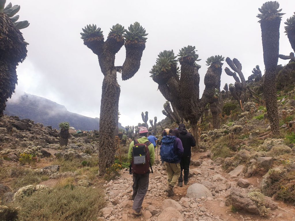 Kilimanjaro_Tanzania_Tash_Trip_-57-1024x768.jpg