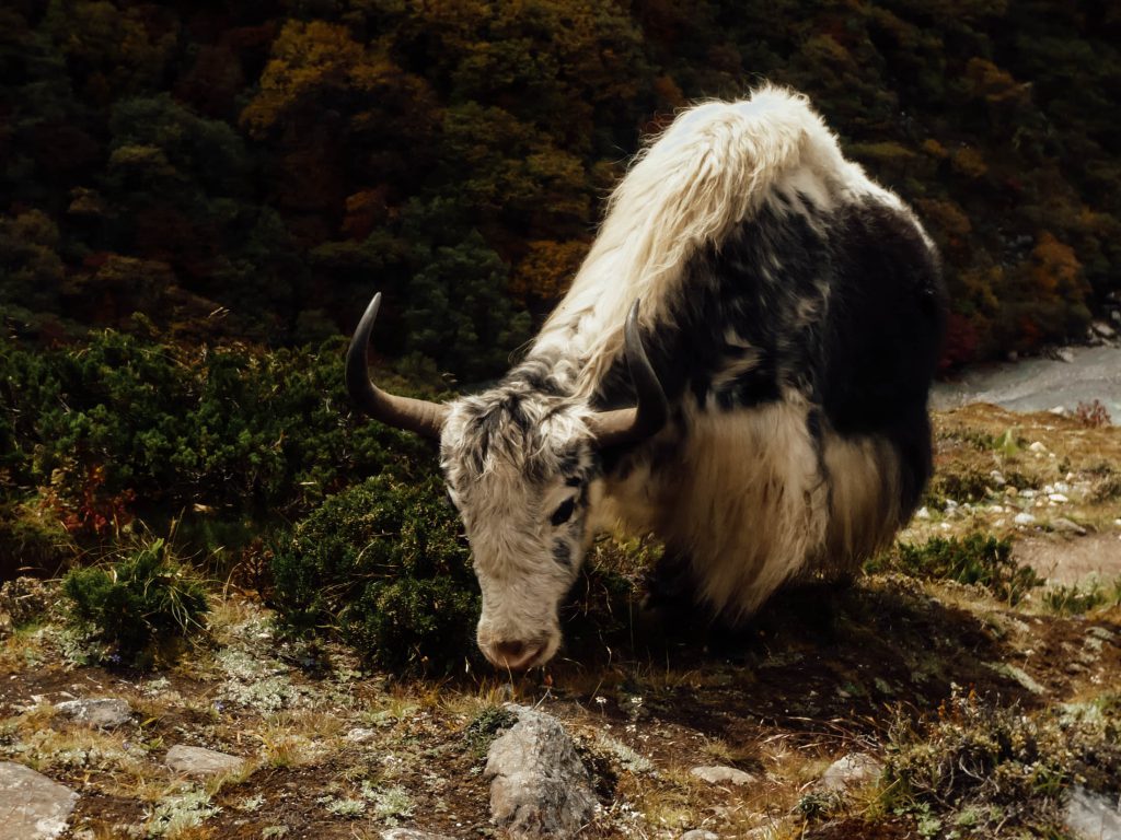 yak-grazing-at-Everest-Base-Camp-trek-1024x768.jpg