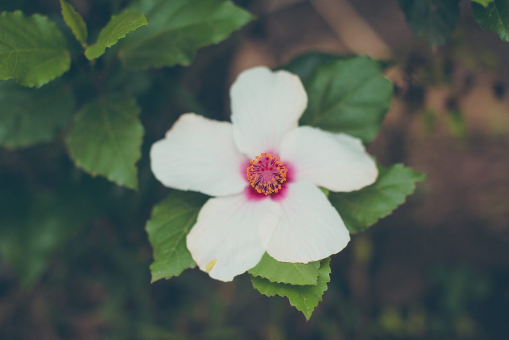 Flower-in-the-rainforrest-kilimanjaro-1024x683.jpg