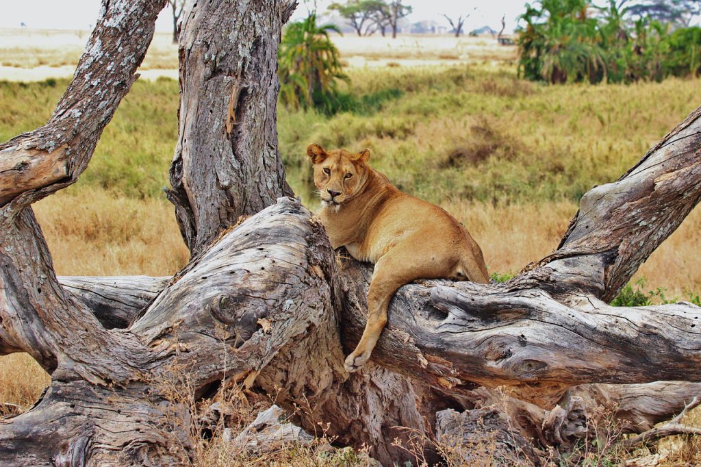 lion-277328_1280-1024x682.jpg
