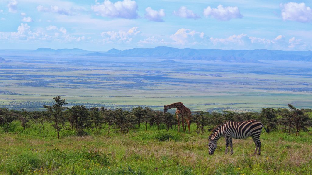 zebra-and-giraffe-in-Serengeti-1024x576.jpg