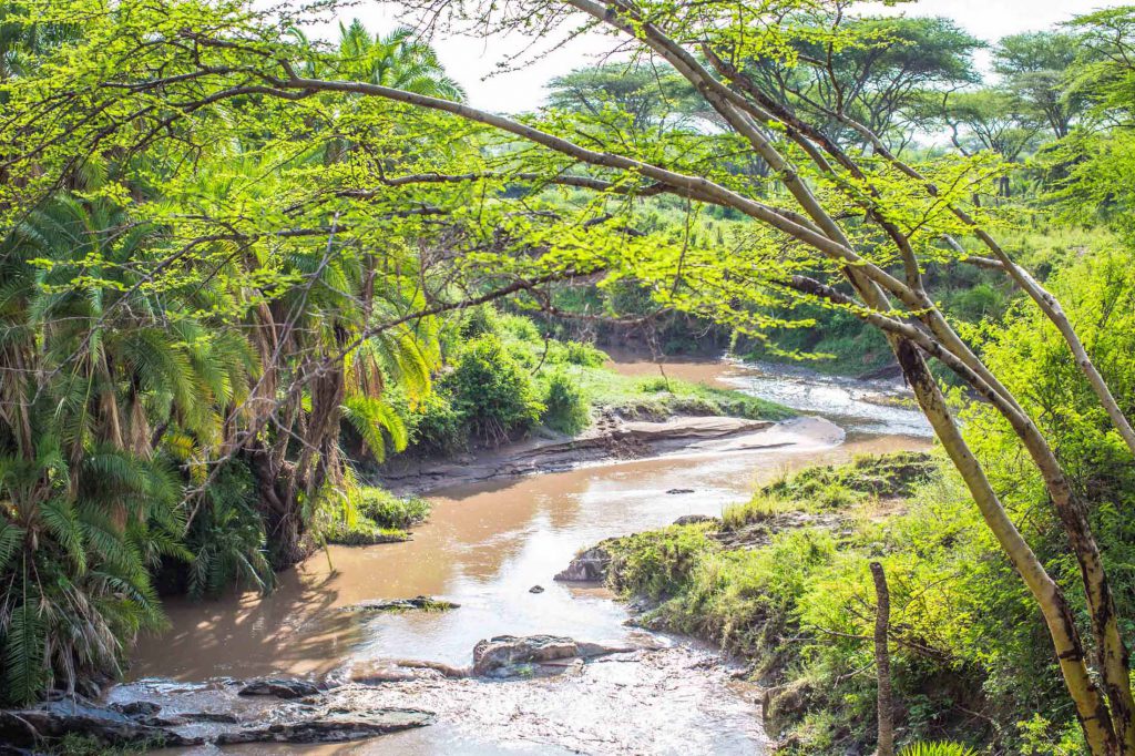 Trees-near-river-in-serengeti-1024x682.jpg