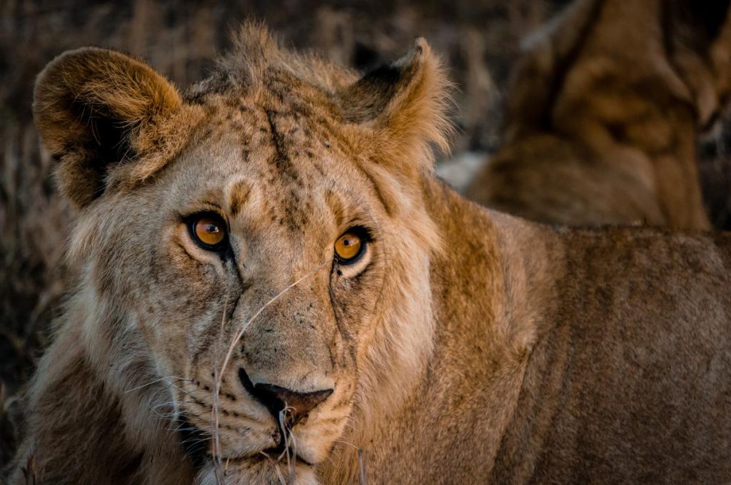 Close-up-of-lioness-1-1024x680.jpg
