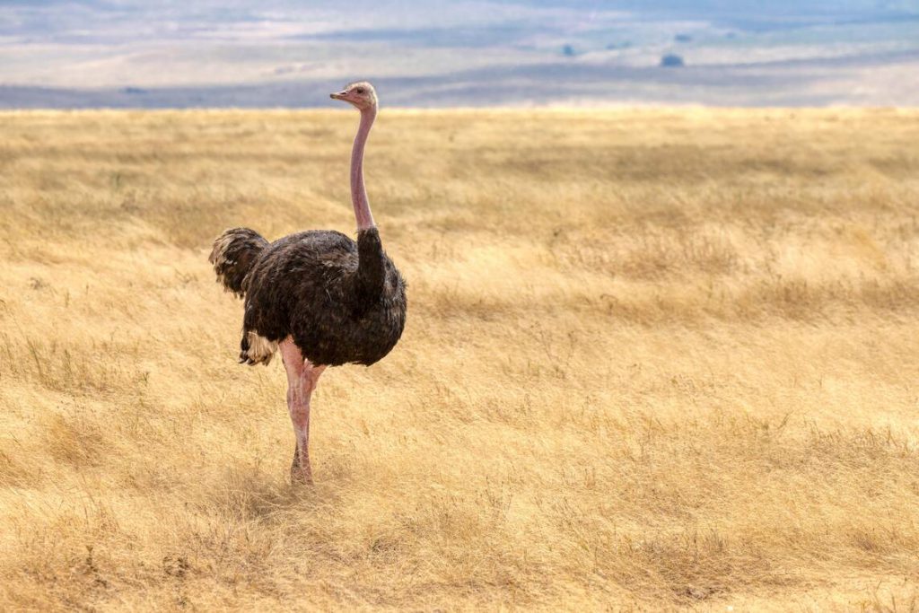 Ostrich-in-Ngorongoro-Crater-1-1024x683.jpg