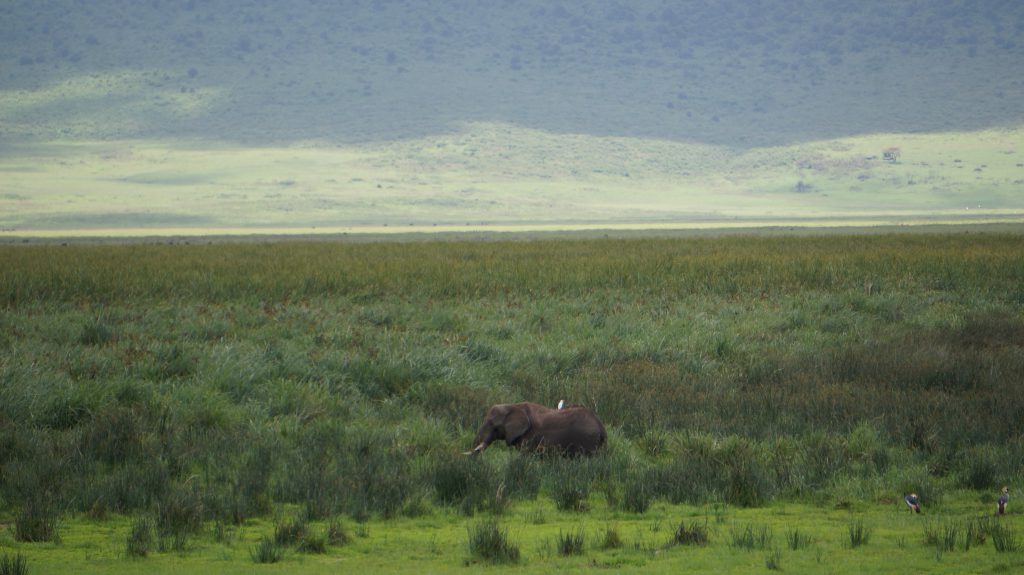 Elephant-and-egret-Ngorongoro-Crater-1024x575.jpg