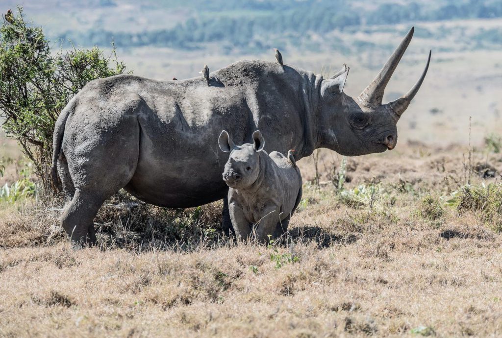 Rhino-and-rhino-calf-1-1-1024x690.jpg
