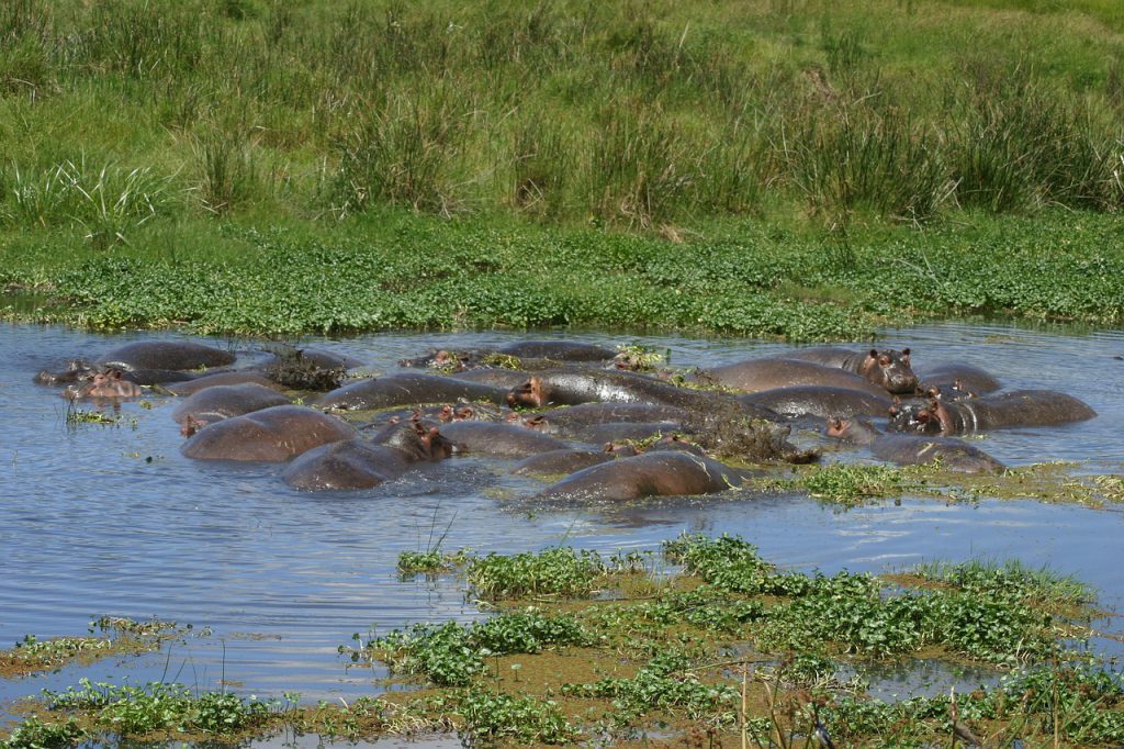 Hippos-in-Ngorongoro-Crater-1024x682.jpg