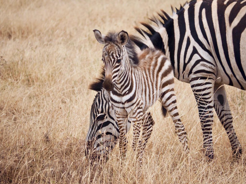 Mother-and-foal-zebras-1-1024x768.jpg