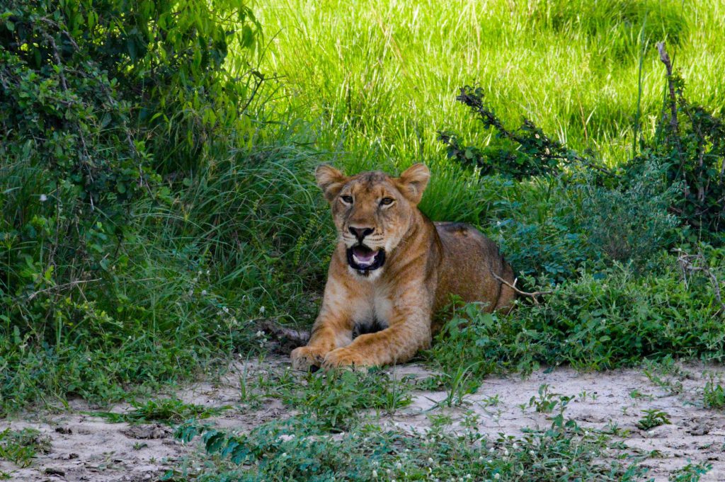 Lioness-sitting-on-ground-1-1024x681.jpg