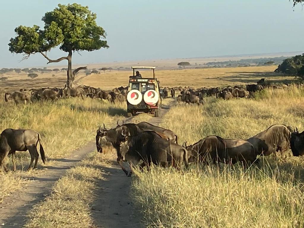 Follow Alice, FA, safari vehicle in Tanzania, wildebeests, Great Migration herd