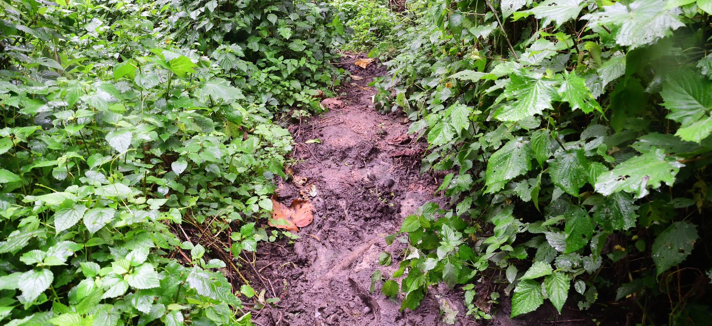 Muddy footpath trail of Bwindi Forest, Uganda