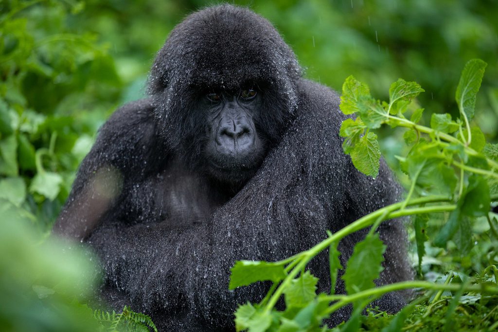 Mountain-gorilla-sitting-in-the-rain-1024x683.jpg