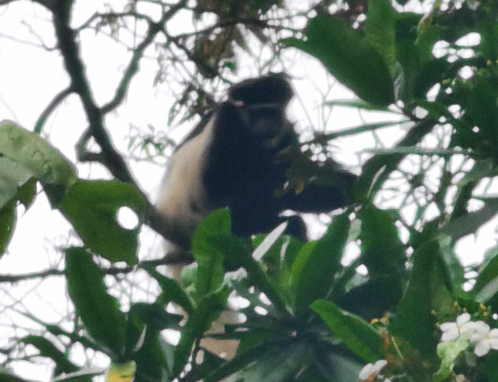 Black-and-white-colobus-Kilimanjaro-1024x785.jpg