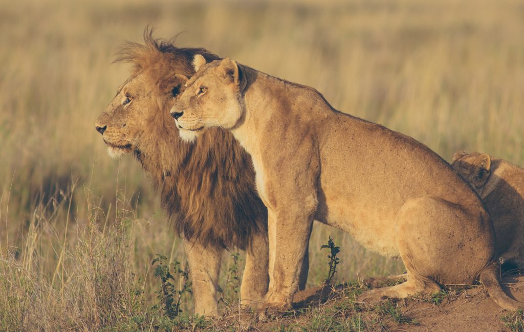 Lion-family-look-for-prey-1024x649.jpg