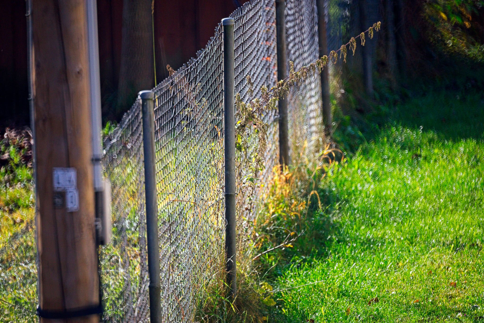 Backyard chain-link fence and wooden boundary in afternoon light, suggesting the line between safety and danger
