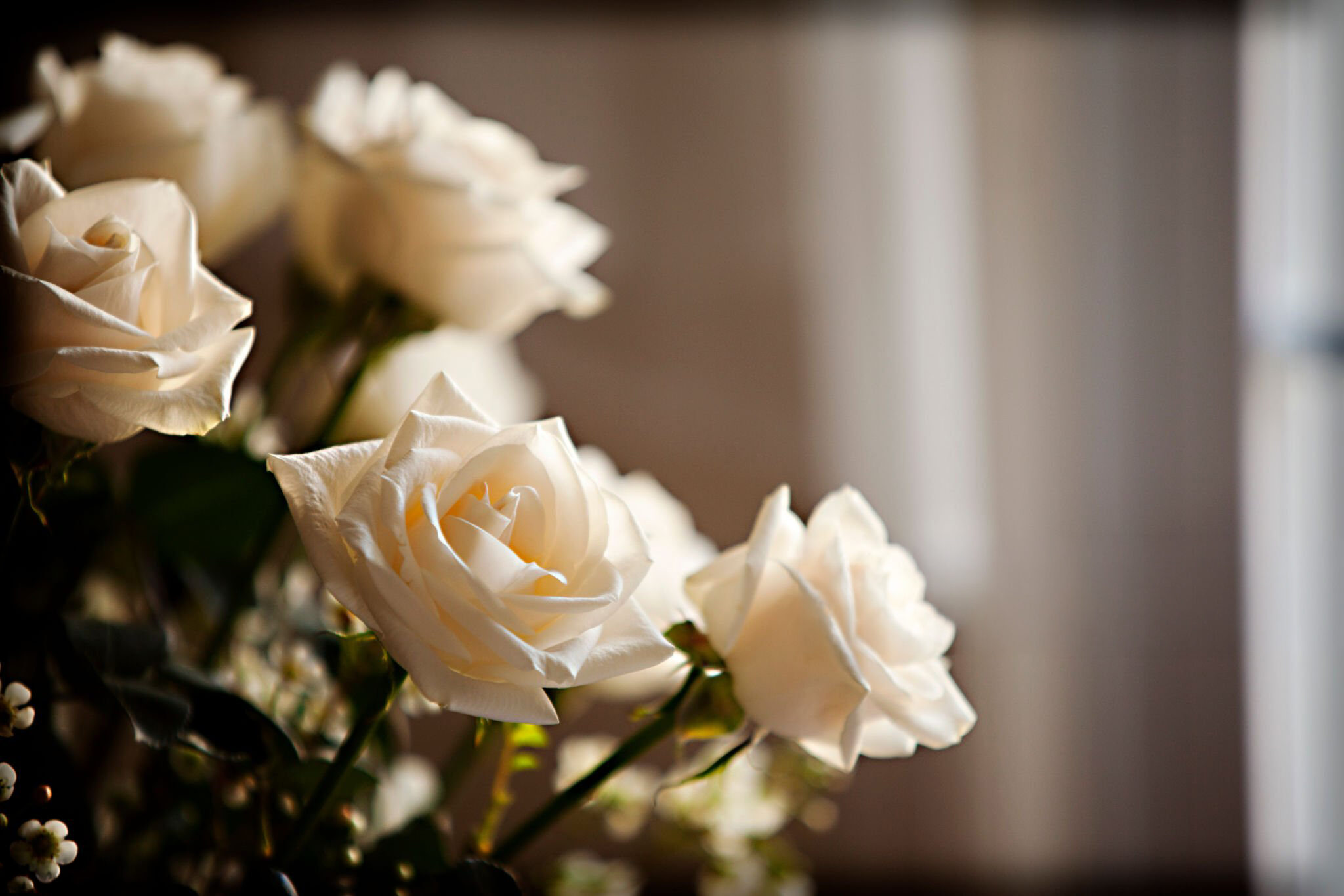 White roses in soft window light