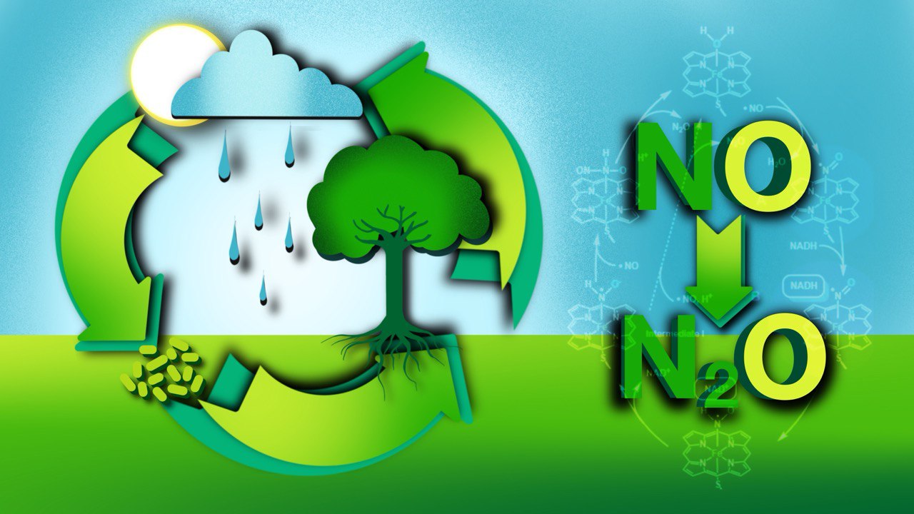 This illustration portrays the nitrogen cycle, a process in which nitrogen is converted between its various chemical forms, while circulating through the atmosphere and other ecosystems where it is harnessed by living organisms. An international team formed by members from Alpine Quantum Technologies GmbH, QC Ware, Covestro and Boehringer Ingelheim now developed a novel hybrid quantum-classical algorithm for studying one reaction within this cycle on a trapped-ion quantum computer. In particular, they focused on a reduction of NO to N2O, catalyzed by a nitric oxide reductase. This work represents a significant step in the advancement of quantum chemistry calculations on hybrid quantum-classical processors. 