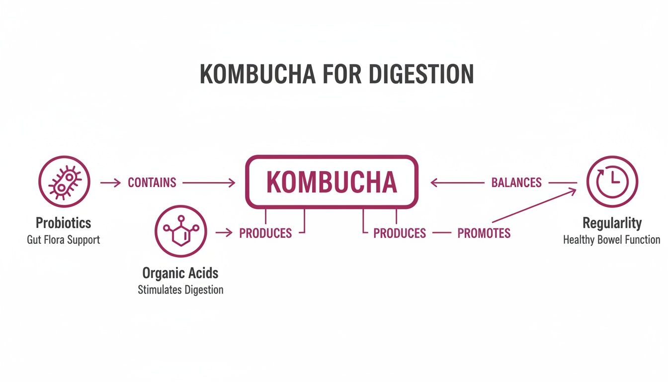 Diagram illustrating how kombucha supports digestion by providing probiotics, organic acids, and promoting regularity.