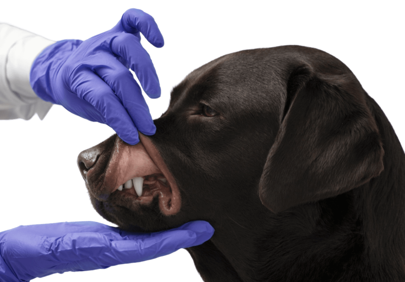 Tatar Removal Pawcare Webflow Template | Brix Templates