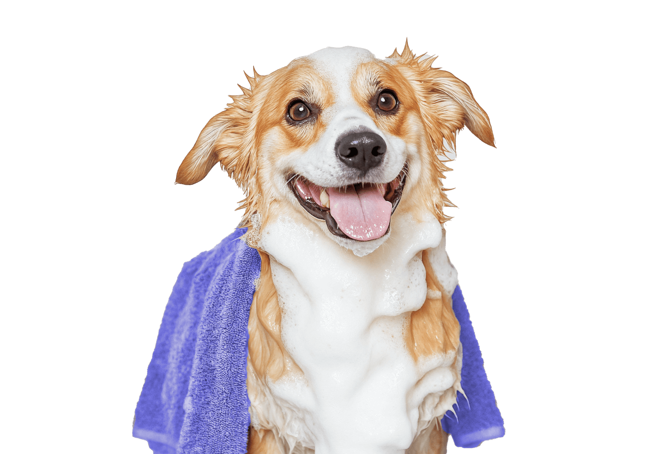 Bathing And Drying Pawcare Webflow Template | Brix Templates