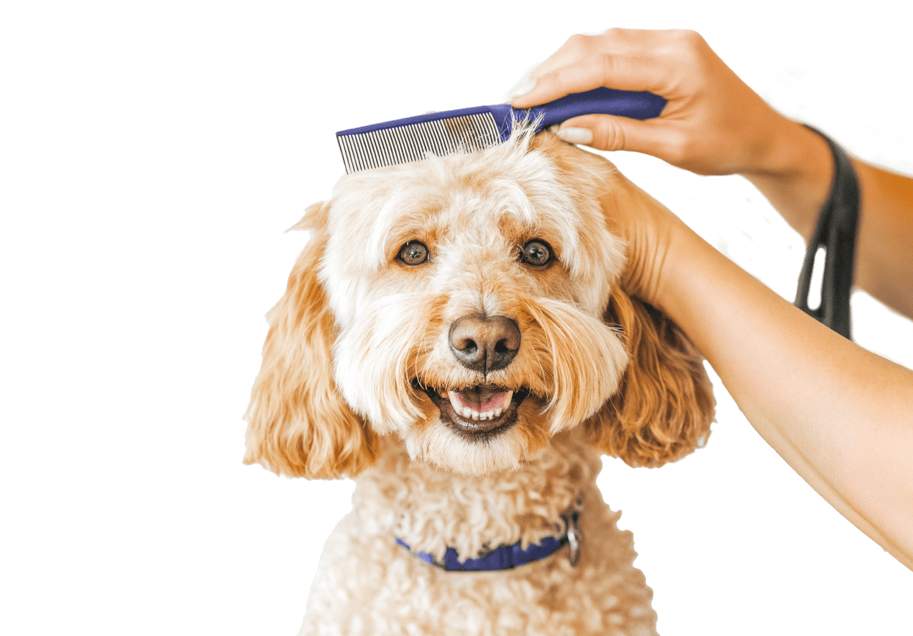 Haircut And Styling Pawcare Webflow Template | Brix Template