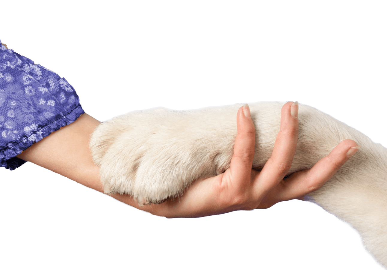 Nail Trimming Pawcare Webflow Template | Brix Templates