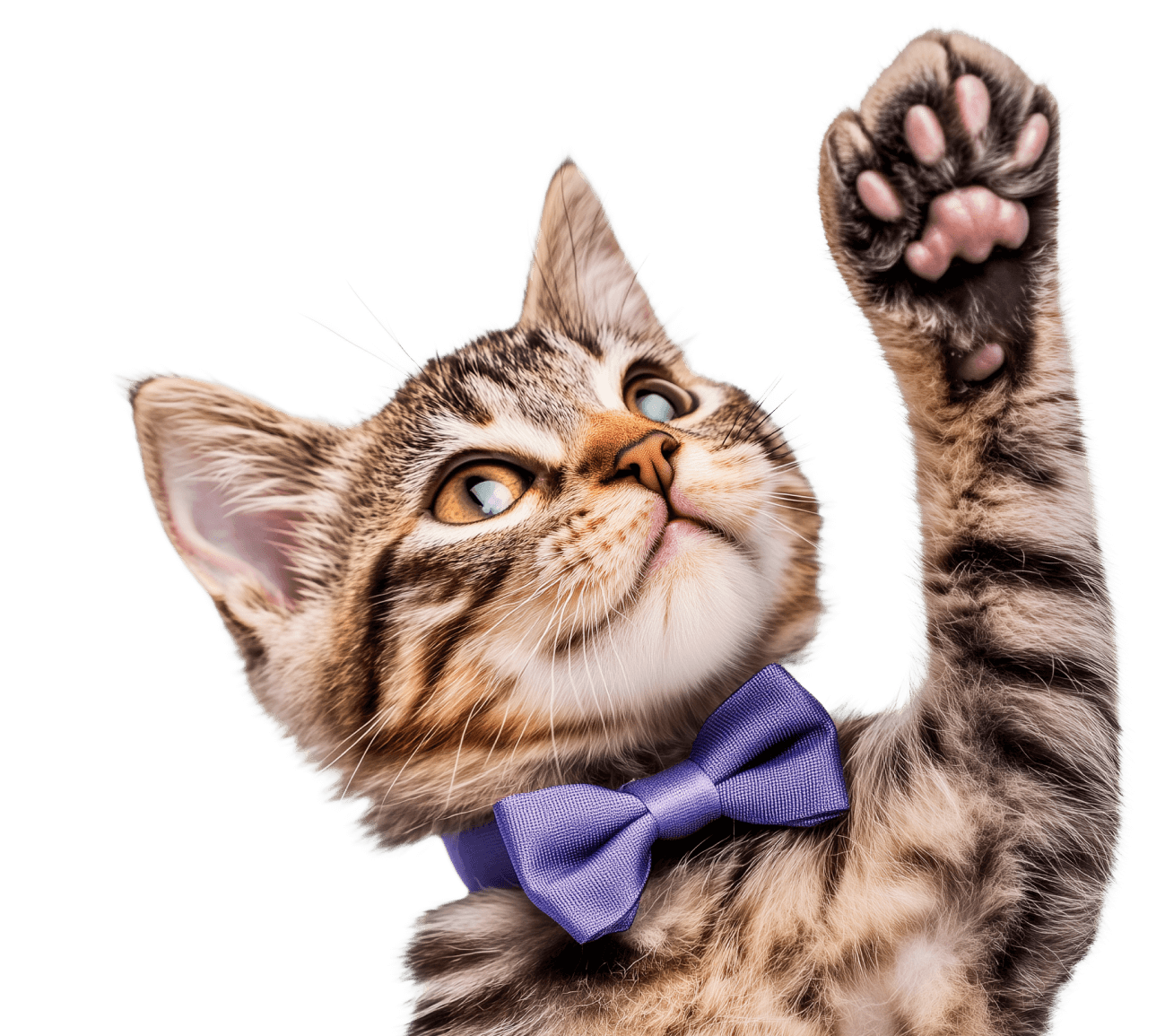 Cat Pawcare Webflow Template | Brix Template