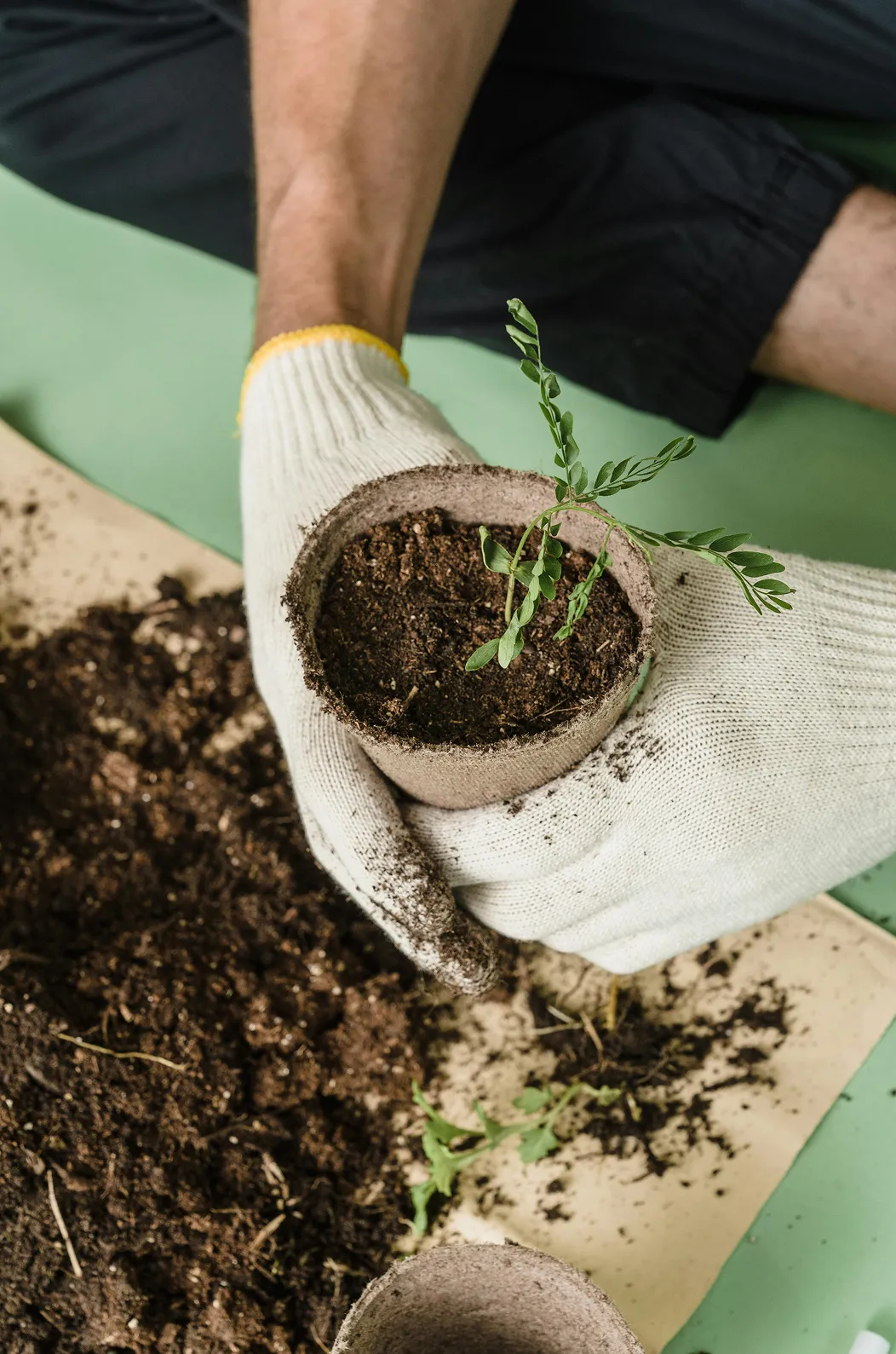 Garden tree and shrub care