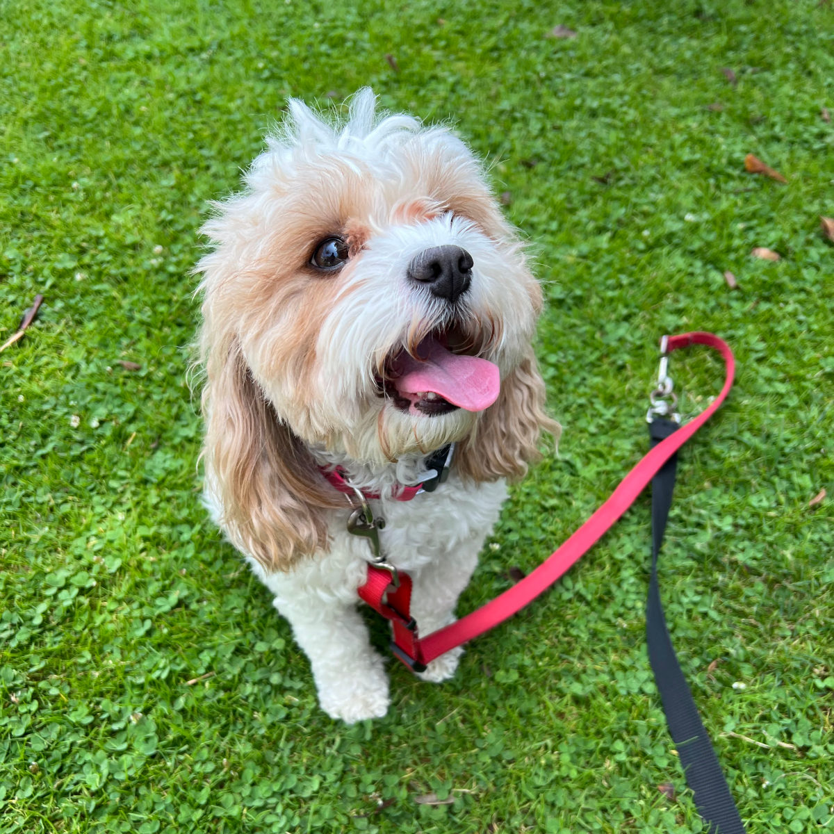 Small fluffy dog with tan and white fur sitting on green grass with its tongue out and wearing a red leash.