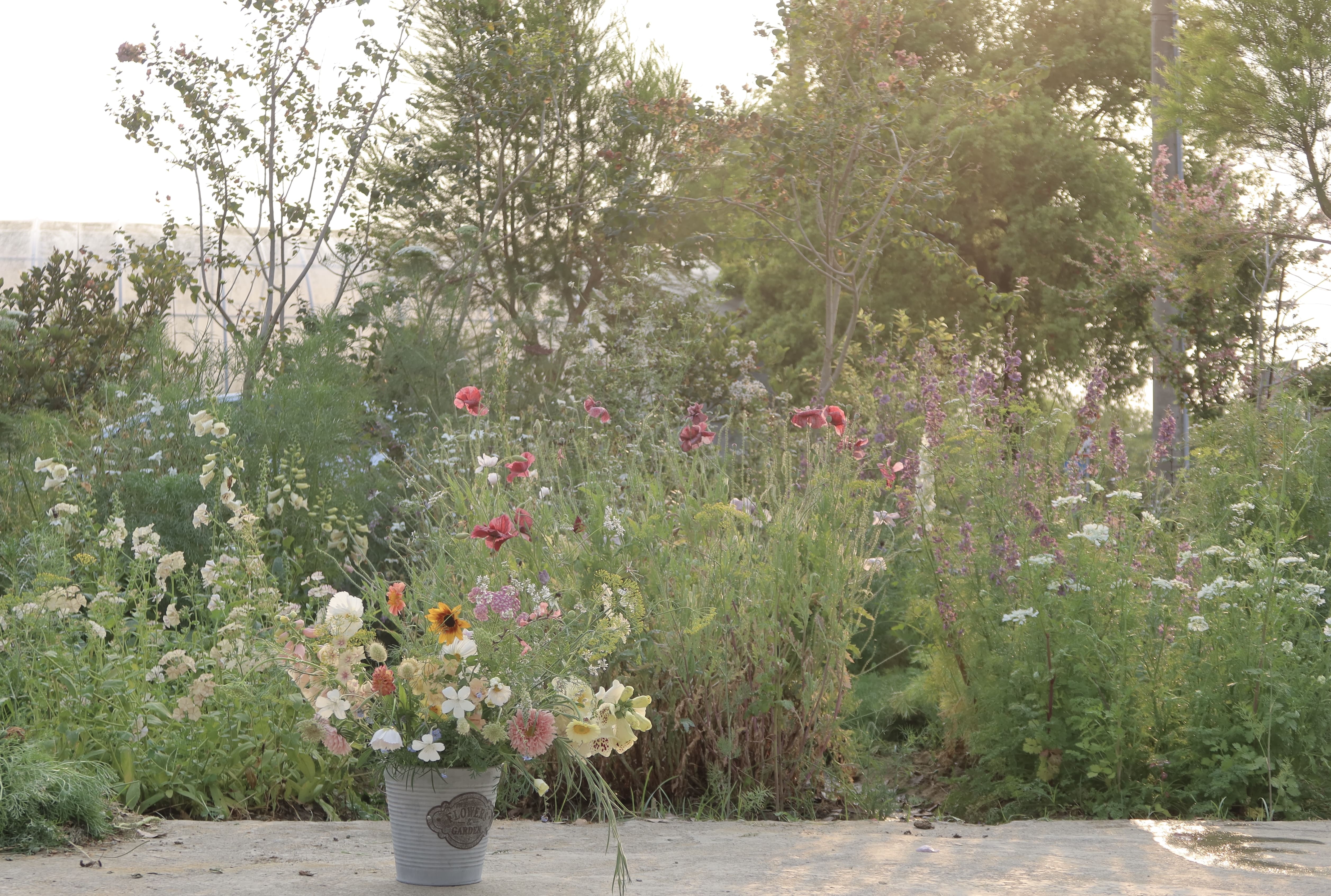 花園、田園、花朵、大自然